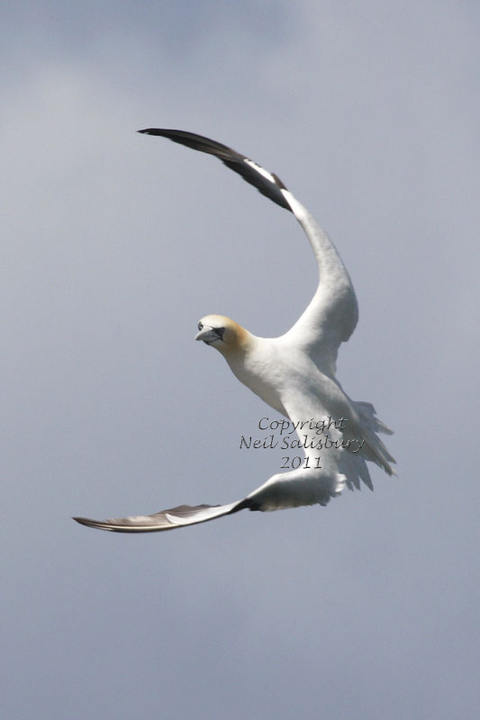 Seabird Images by Betty Fold Gallery